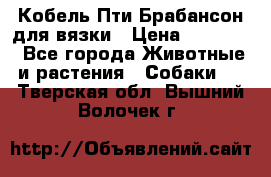 Кобель Пти Брабансон для вязки › Цена ­ 30 000 - Все города Животные и растения » Собаки   . Тверская обл.,Вышний Волочек г.